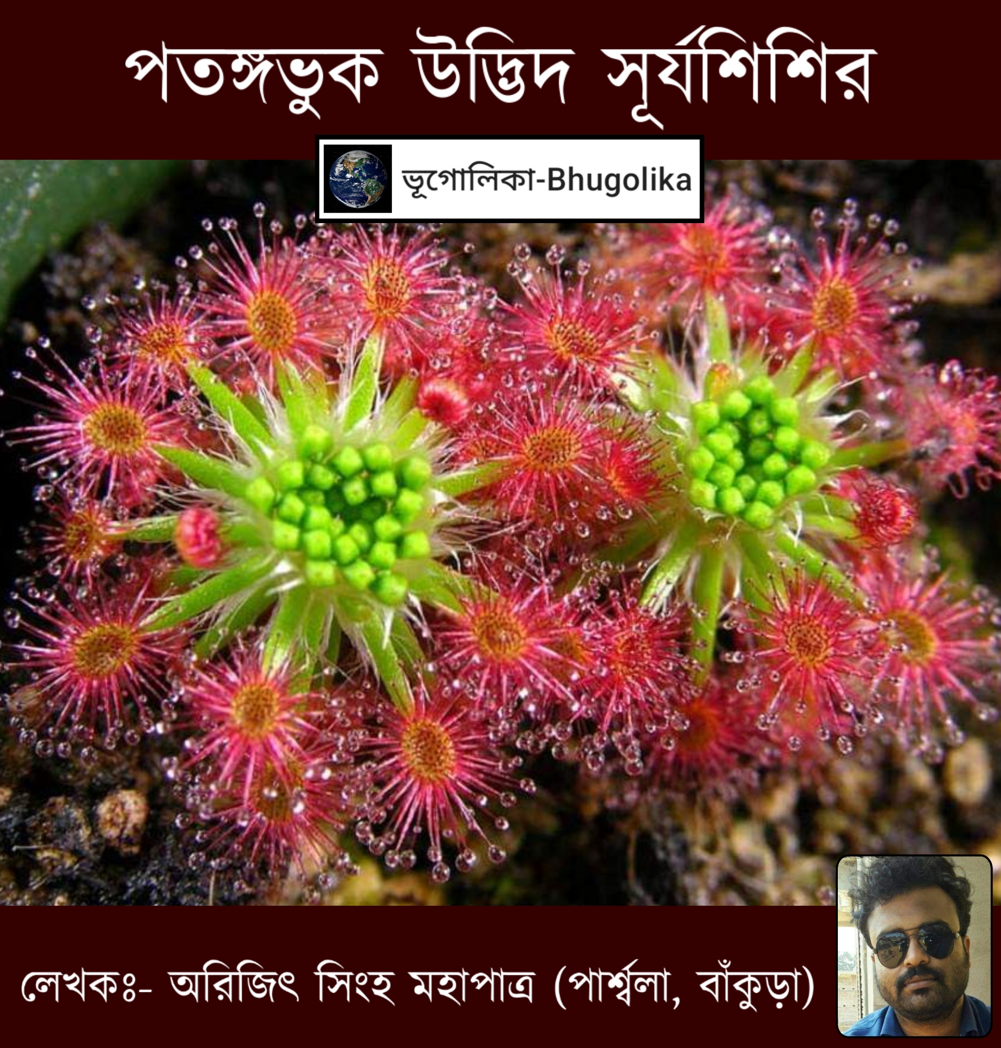 Insectivorous Plant Sundews