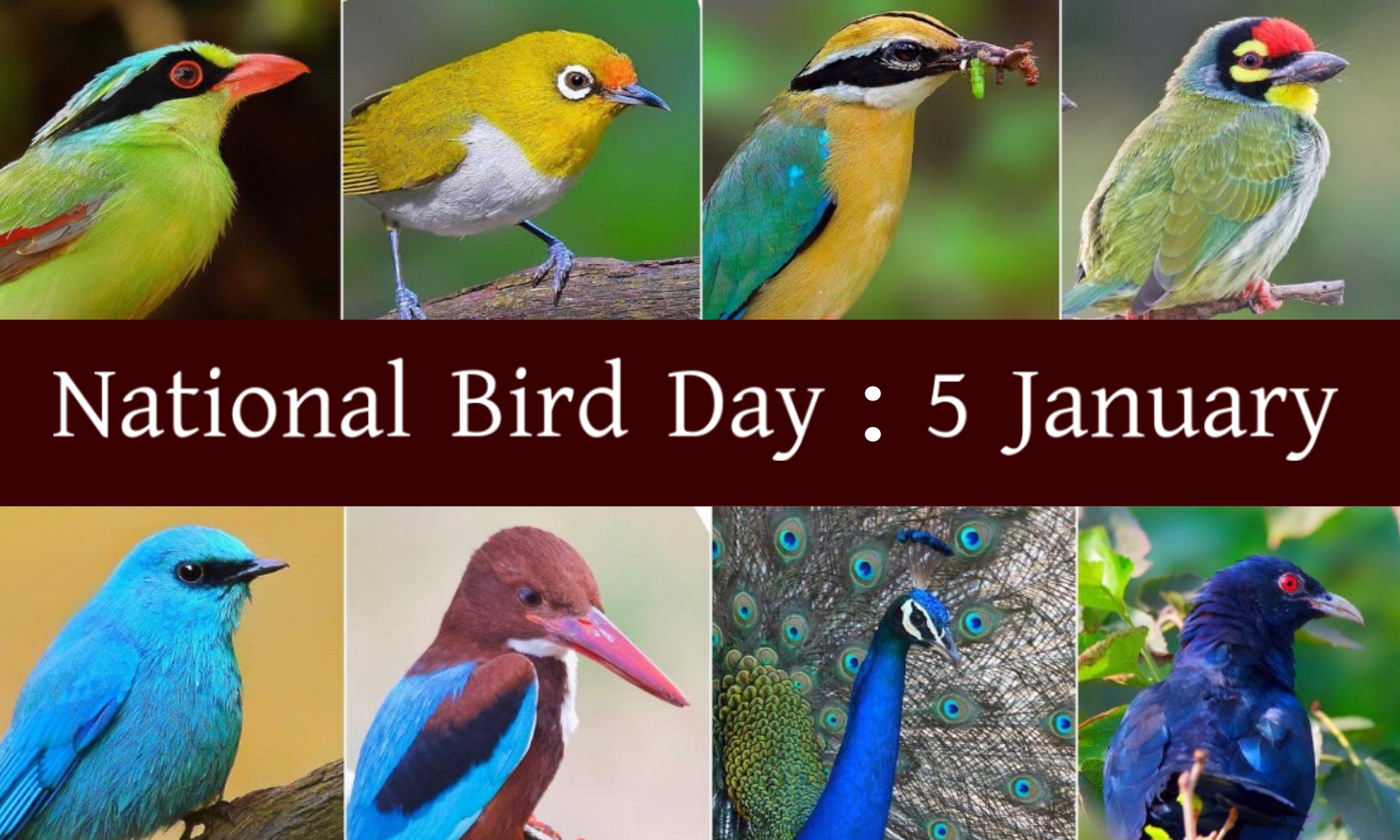 National Bird Day