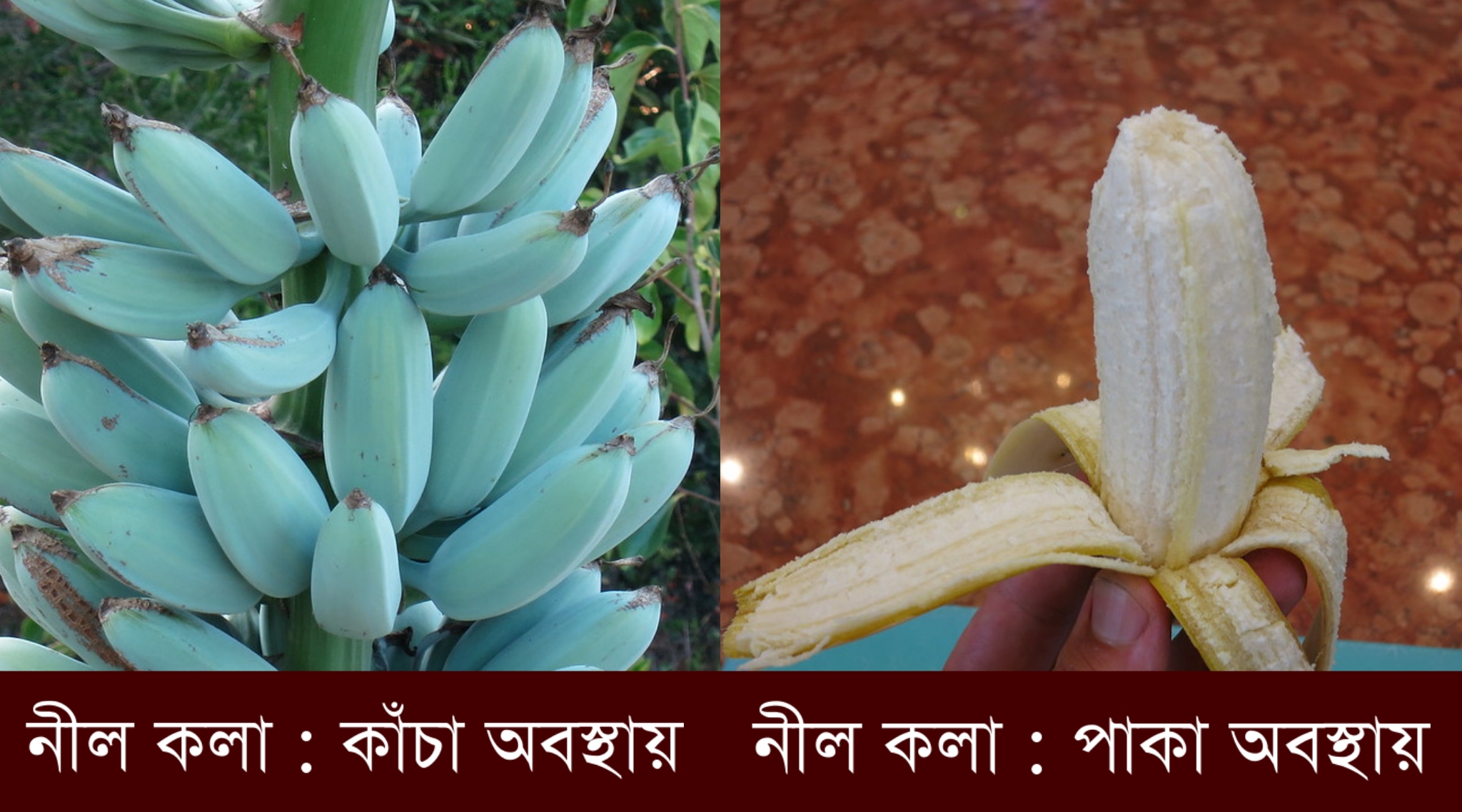Blue Banana